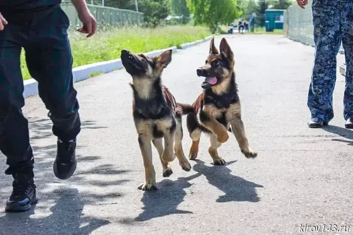 In the Kirov region, the correctional colony was replenished with kids