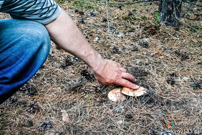 За сбор грибов в России можно попасть в тюрьму.