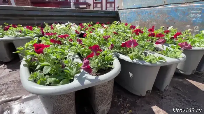 40 thousand flowers will appear in Kirov