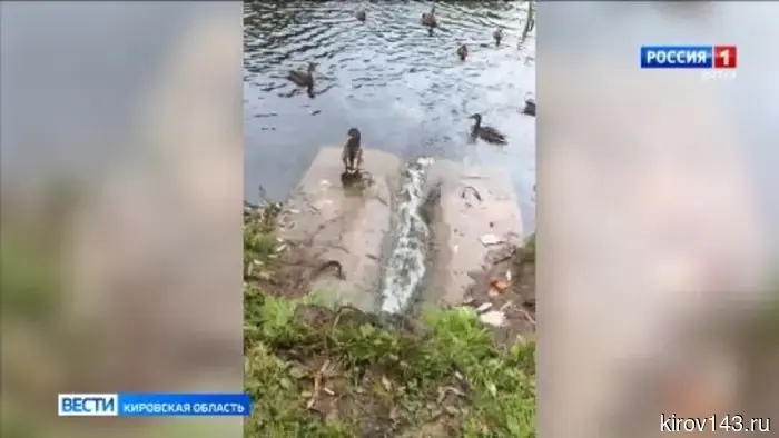 В Лянгасово погибли утки в местном пруду