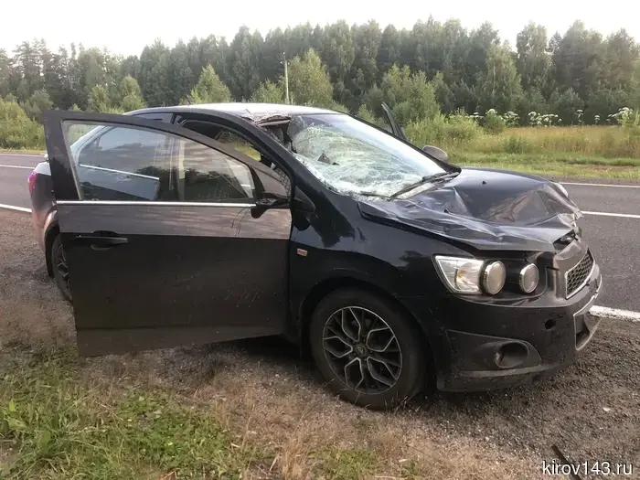 ДТП с лосем в Котельничском районе: пострадала 24-летняя пассажирка авто