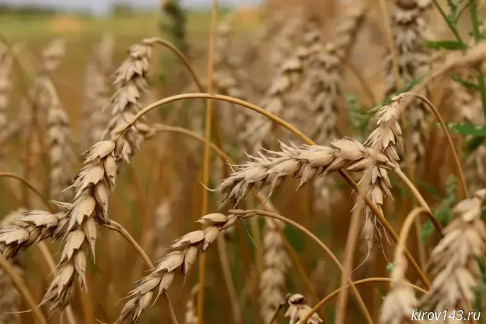 В Кировской области инвестору под крупный проект выделят два земельных участка