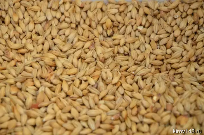 Almost 1,200 tons of brewing malt have been imported to the Kirov region.