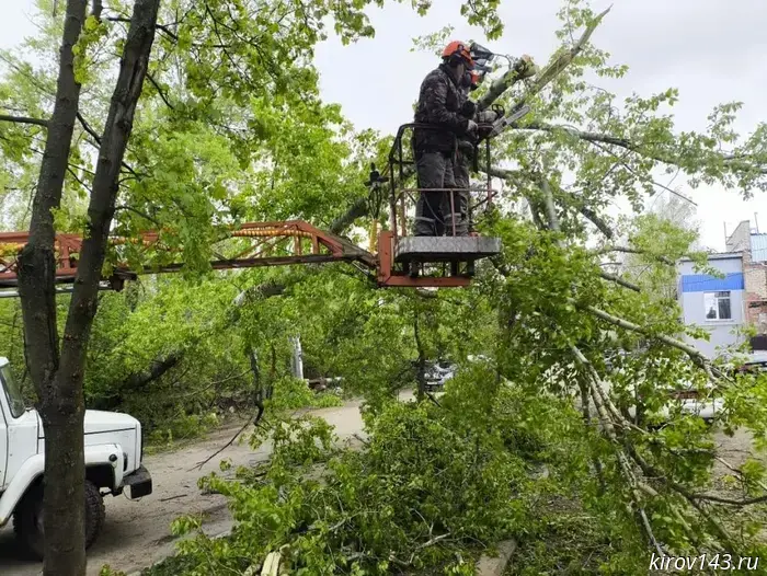 The wind knocked down trees in Kirov