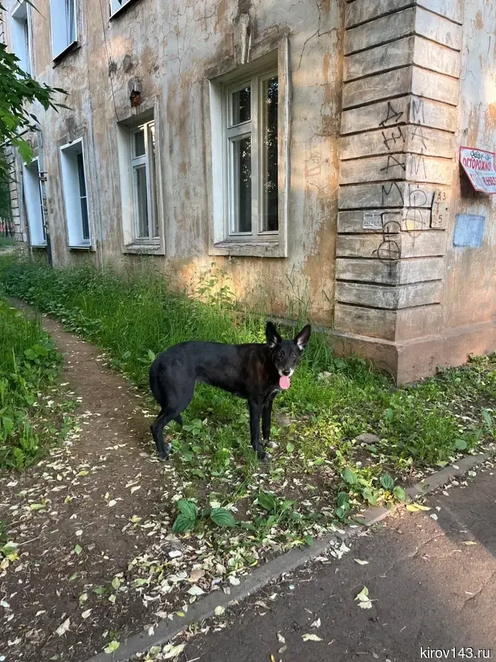 В Кирове пытаются найти владельцев собаки, которая без присмотра бродит в районе Дружбы.