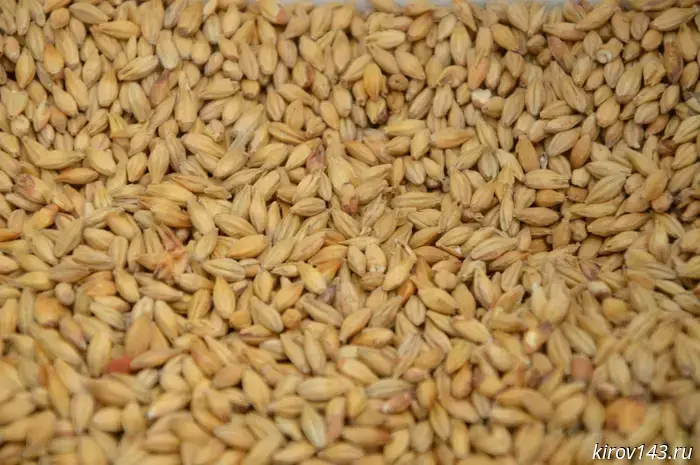 The supply of brewing malt has doubled in the Kirov region