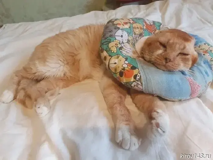 Брошенному коту urgently требуется дом.