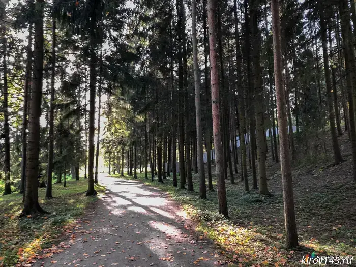 In Kirov Oblast, illegal logging has decreased by more than half.