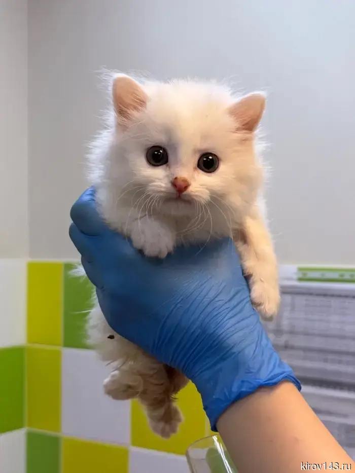 В Кирове разыскивают дом для необычного котенка.