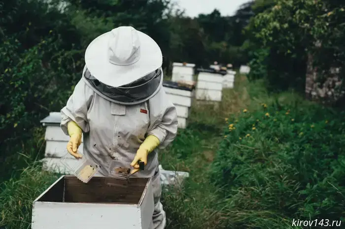 The bees of a woman from Srednie Shuni stung citizens.