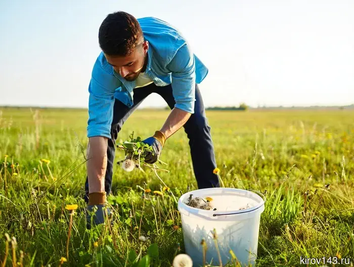 Кировчанин не убирал сорняки на своем земельном участке и был оштрафован.