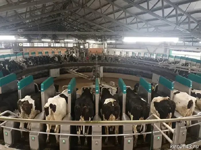 The robots milk the cows from Kirov.