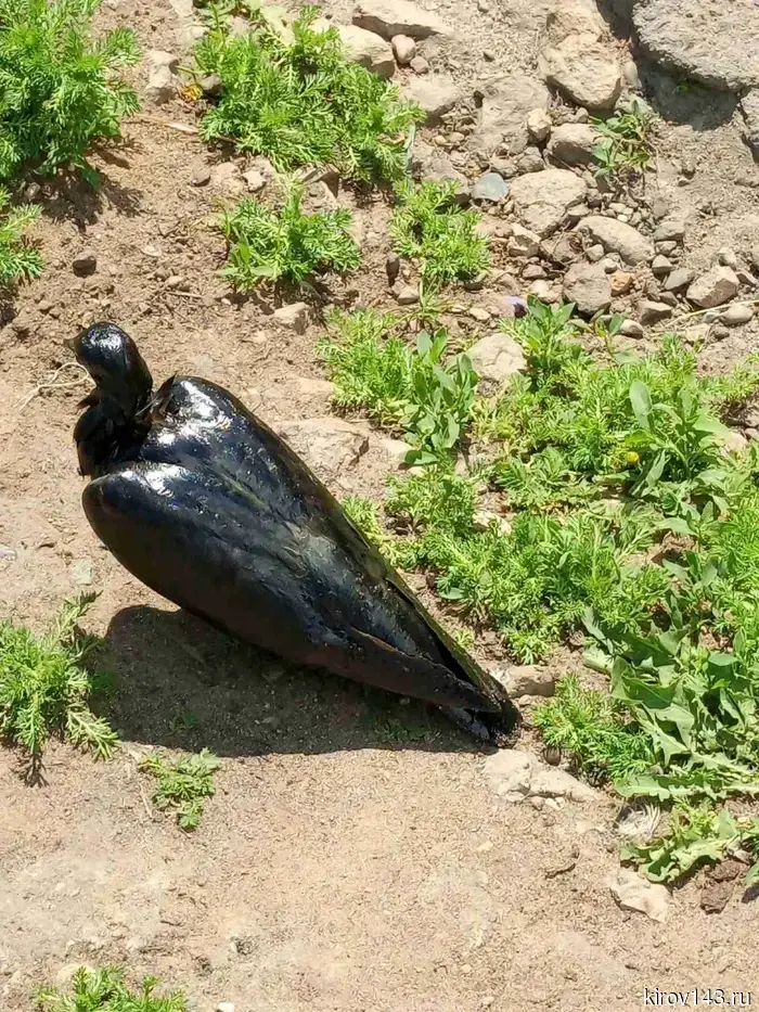 In Novovyatsk, birds are dying due to pollution of the Chumovitsy with petroleum products.