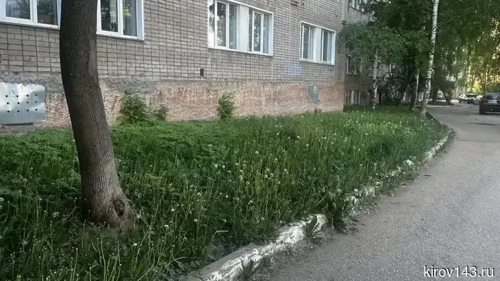 Кировские управляющие компании начали проверки из-за роста травы.