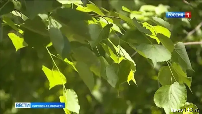 Синоптики预報ують для кировчан неустойчиву погоду в червні.