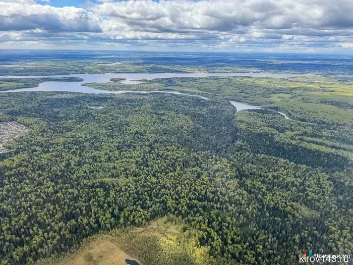 In the Kirov region, more than 270 hectares of forest have been returned to the state.
