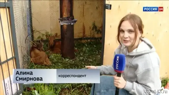 В центре «Большое гнездо» заботятся о двух спасенных лосятах.