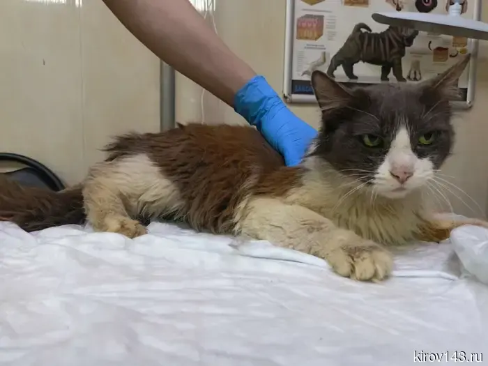 Кошка Скарлетт, спасённая с мусорки, ищет временный дом.