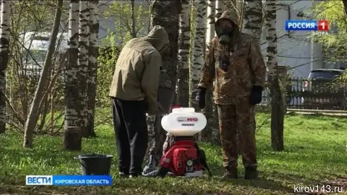 Кировчанам рассказали о мерах безопасности и профилактике от укусов клещей