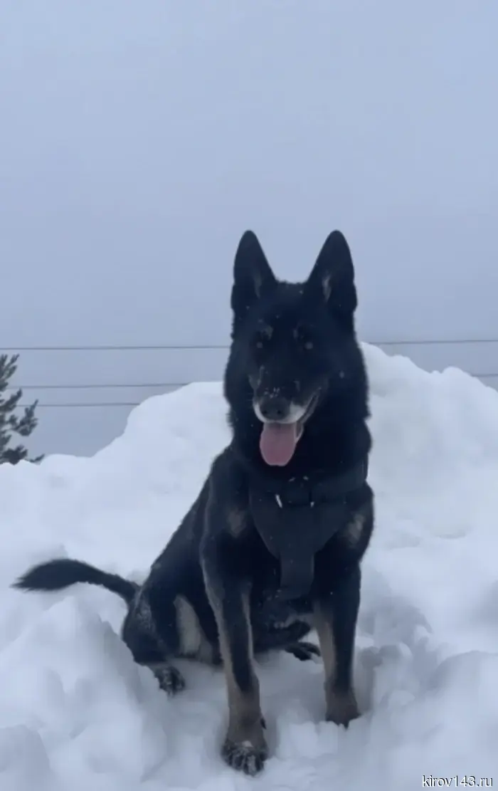 "Good boys" are looking for kind hands