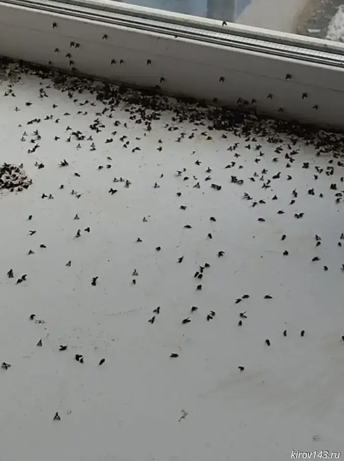 The hostel in Novovyatsk was filled with sewer flies