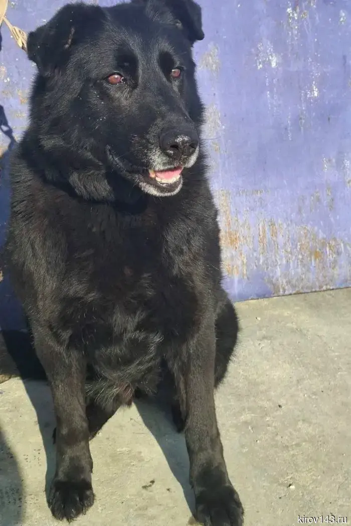 Полиция ищет жильё для собаки-пенсионера.