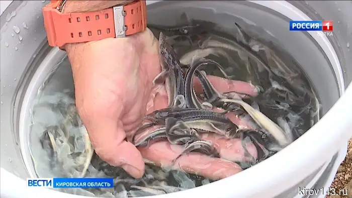 В реку Вятка за год было выпущено почти 200 тысяч мальков стерляди.