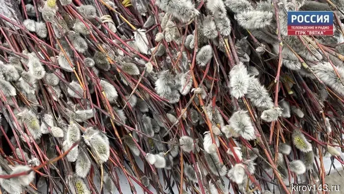 Сегодня православные христиане празднуют Вербное воскресенье.