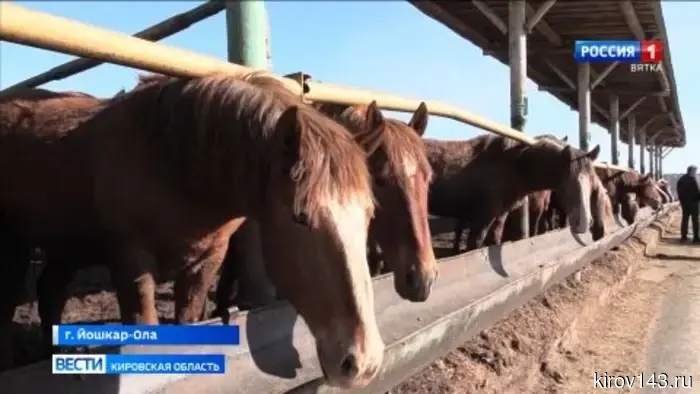 Жители Кирова приняли участие в Совете законодателей Приволжского федерального округа, который прошёл в Йошкар-Оле.