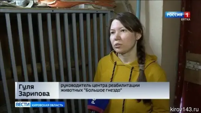 В «Большом гнезде» выхаживают котенка рыси, пойманного в Кирове