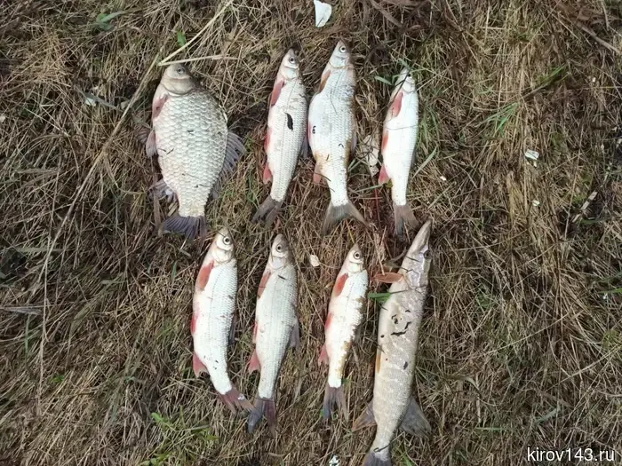In the Kirov region, two fishermen were caught illegally fishing during the spawning period.