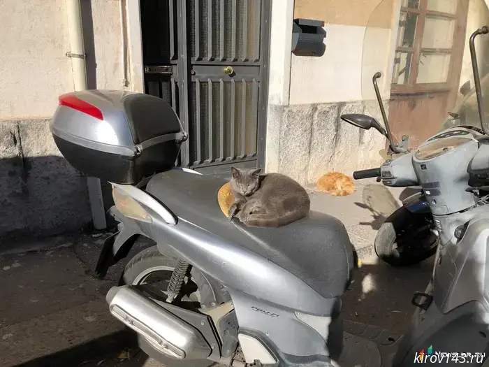 The State Duma proposed creating a photo bank for lost pets on "Gosuslugi."