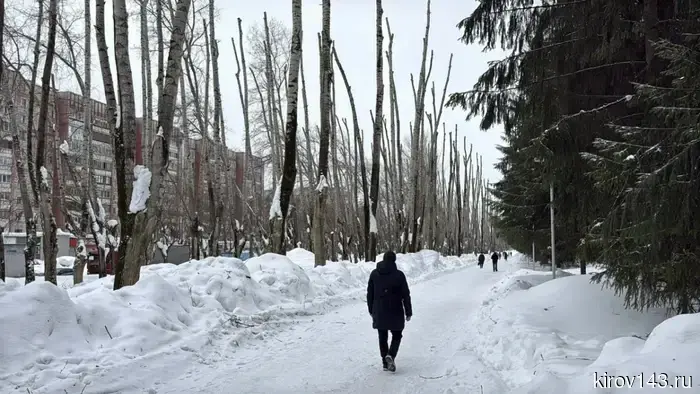 The authorities explained why workers "trimmed" the poplars on Proizvodstvennaya.