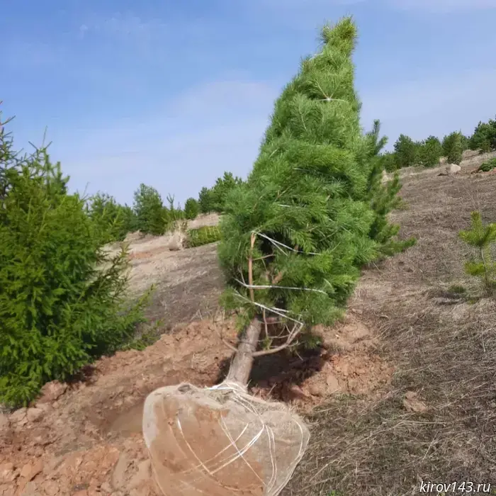 In Yaransky district, an entrepreneur who digs pine trees may receive a "criminal record"