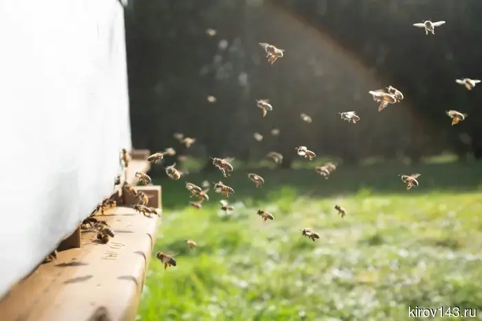 A swarm of bees attacked Penki.