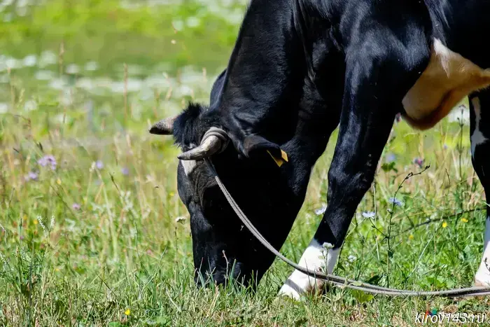 Kirov cows are the third in the Volga Federal District in terms of milk production