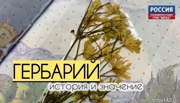 История гербария: природный документ, который невозможно заменить.