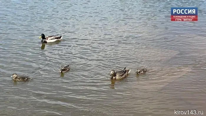 В Кировской области затоплено 191 придомовая территория.