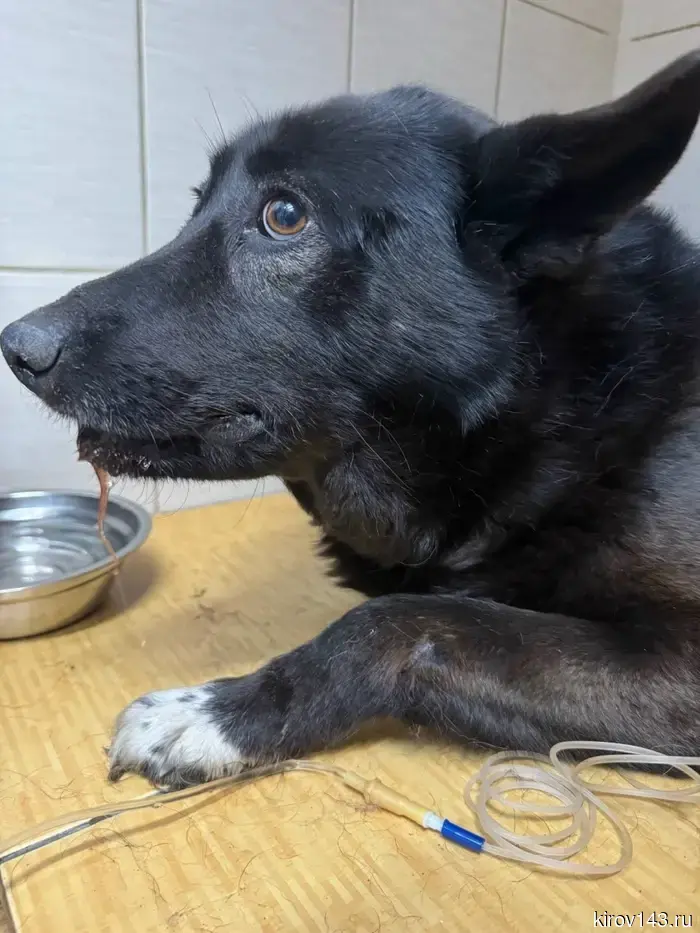 In Kirov, a dog was rescued after being bitten by a viper.