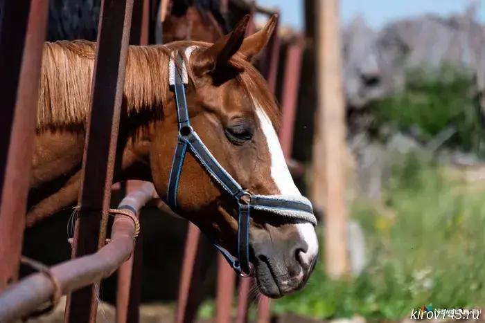 "She's a goner": a veterinarian told the story of a horse without a hoof