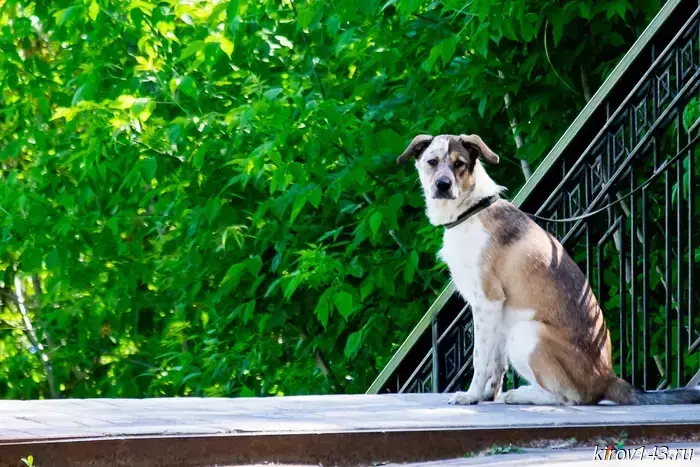 In Novotroitsk, a pet dog attacked a 70-year-old disabled man