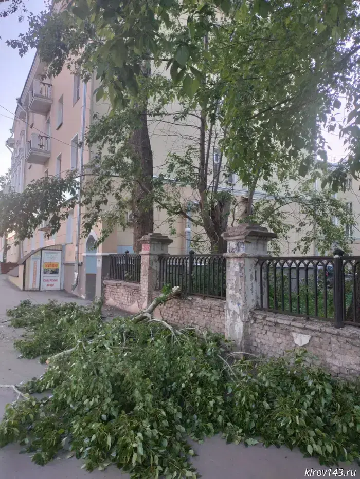 "By a lucky chance, no one was injured": in the courtyard on Oktyabrsky Prospekt, bitches fell off an emergency poplar tree