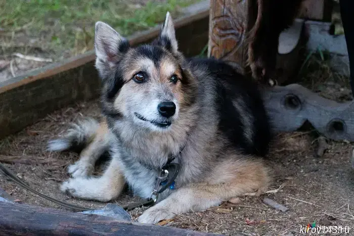 A resident of Sovetsk did not keep track of the dog and received a warning from the Rosselkhoznadzor