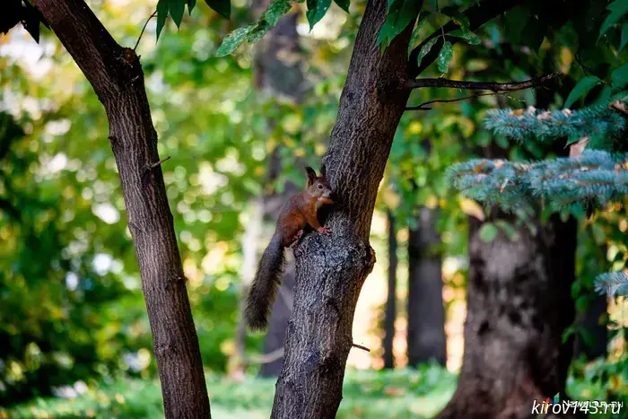 Rospotrebnadzor told why no tick treatment is carried out in Zarechny Park.