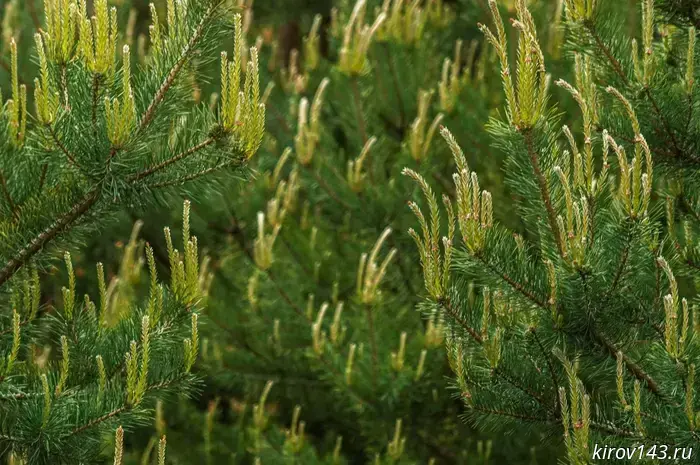 In Kirov Oblast, it has been proposed to build a mini‑farm for growing cedar trees.