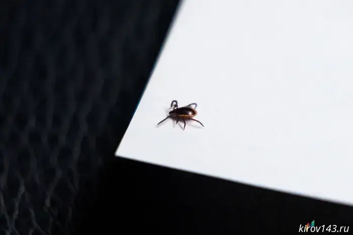 Fewer ticks, but it's still early to relax: Kirov residents reminded of protective measures