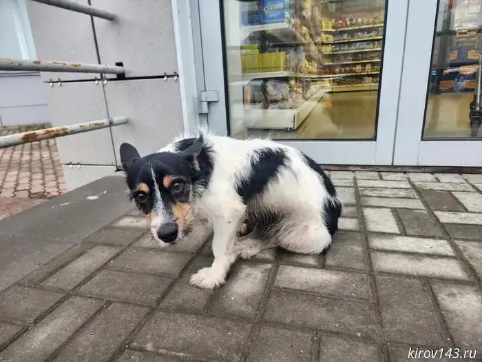 В Кирове разыскивают владельца собаки, обнаруженной на Октябрьском проспекте.