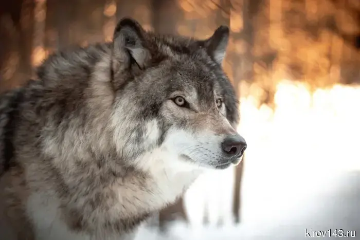 In the Kirov region, more than 160 wolves have been shot.