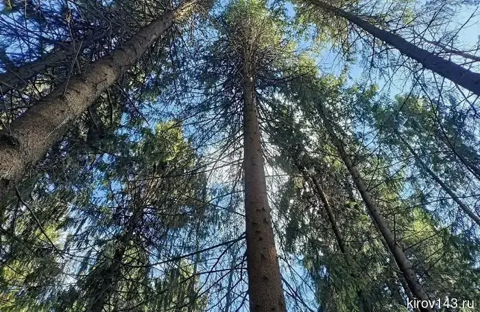 Более 95% лесов Кировской области оцифрованы.