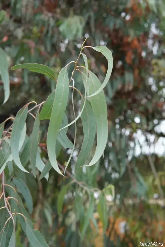 A trial shipment of eucalyptus leaves from China was imported into Kirov Oblast.